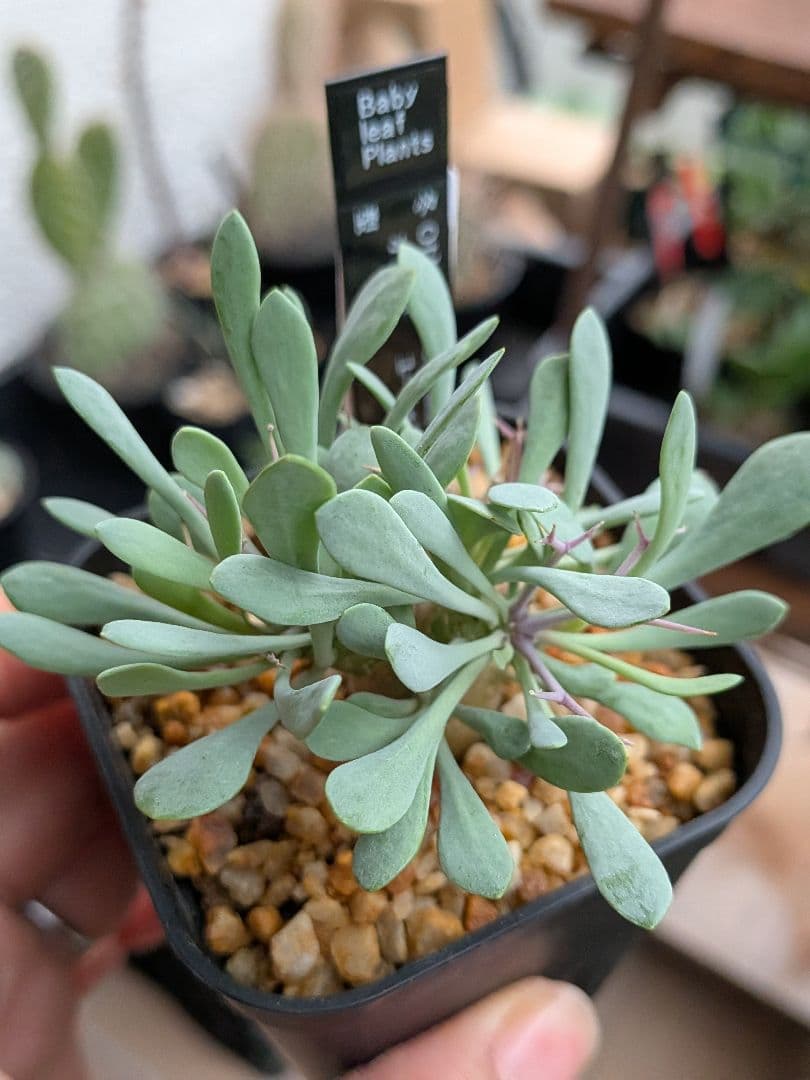 オトンナ　レトロルサ　ユーフォルビオイデス　スティンコフ　クラビフォリア冬型塊根