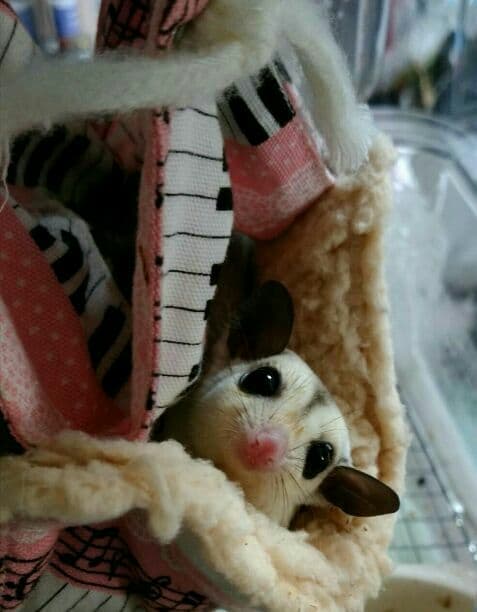 モモンガハウス(和柄・紫)かのこボアオフホワイト   大きいサイズ(家族用)