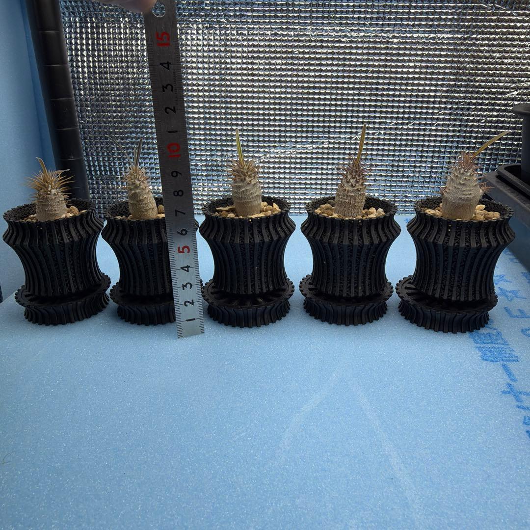 グラキリス　実生14 5株セット