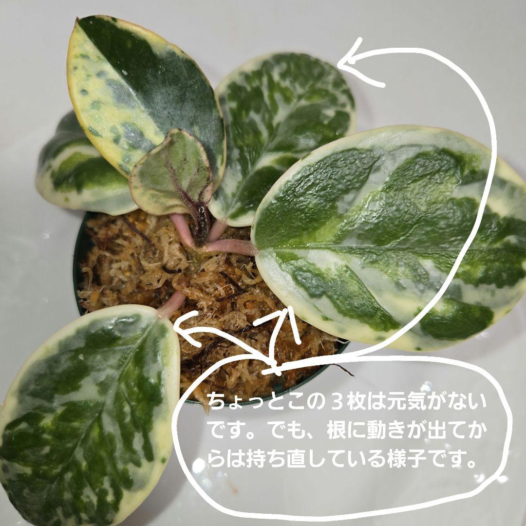 その他観葉植物 Hoya carnosa ' Madara  angel'