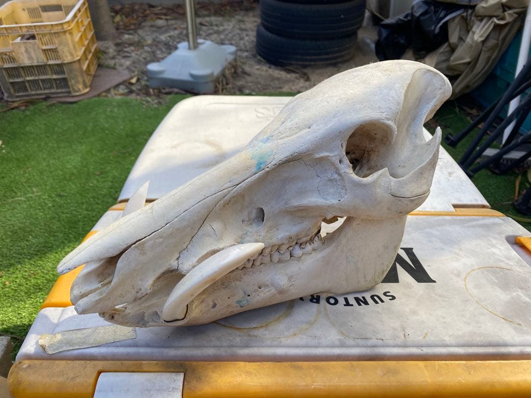 牙がデカい、猪の頭蓋骨。ハンティングトロフィー。