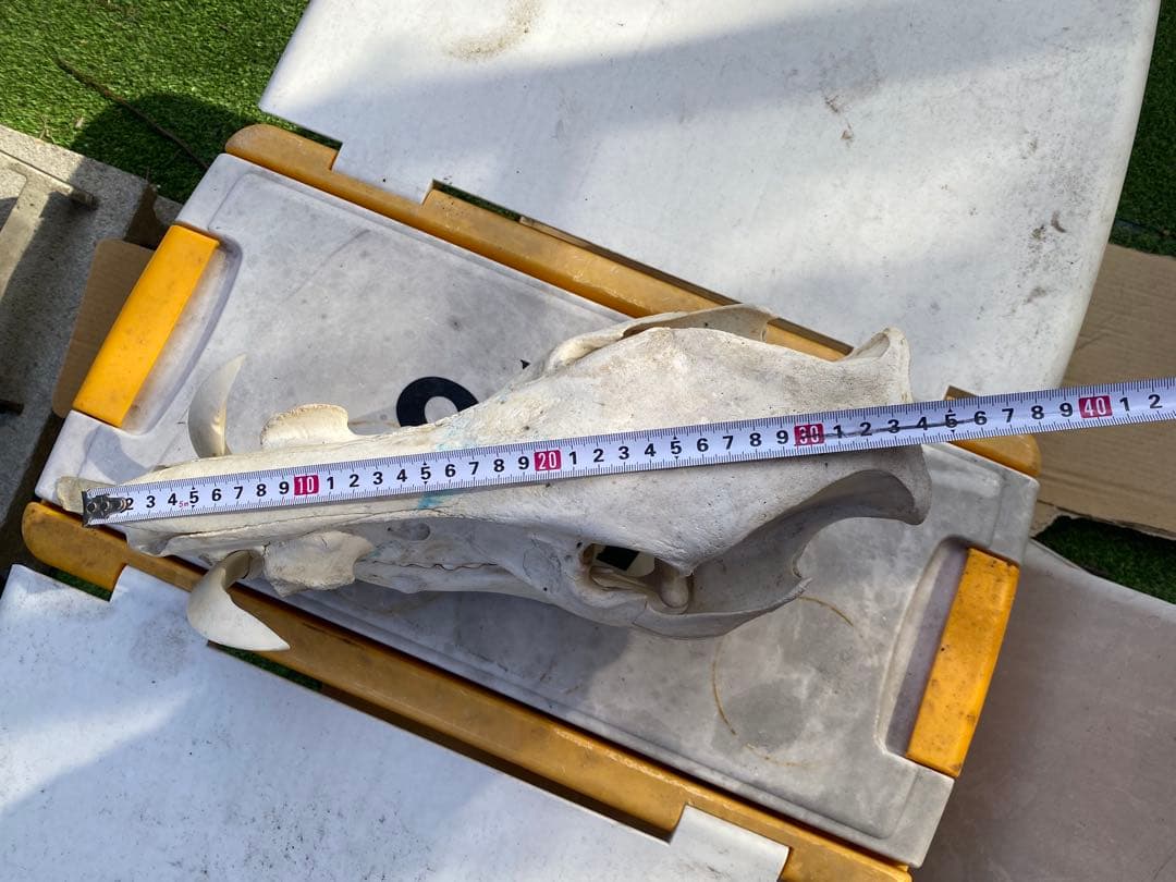 牙がデカい、猪の頭蓋骨。ハンティングトロフィー。