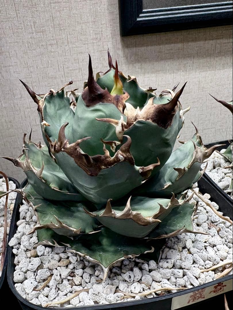 アガベ チタノタ 厳竜 大きめ プラステラ180付き