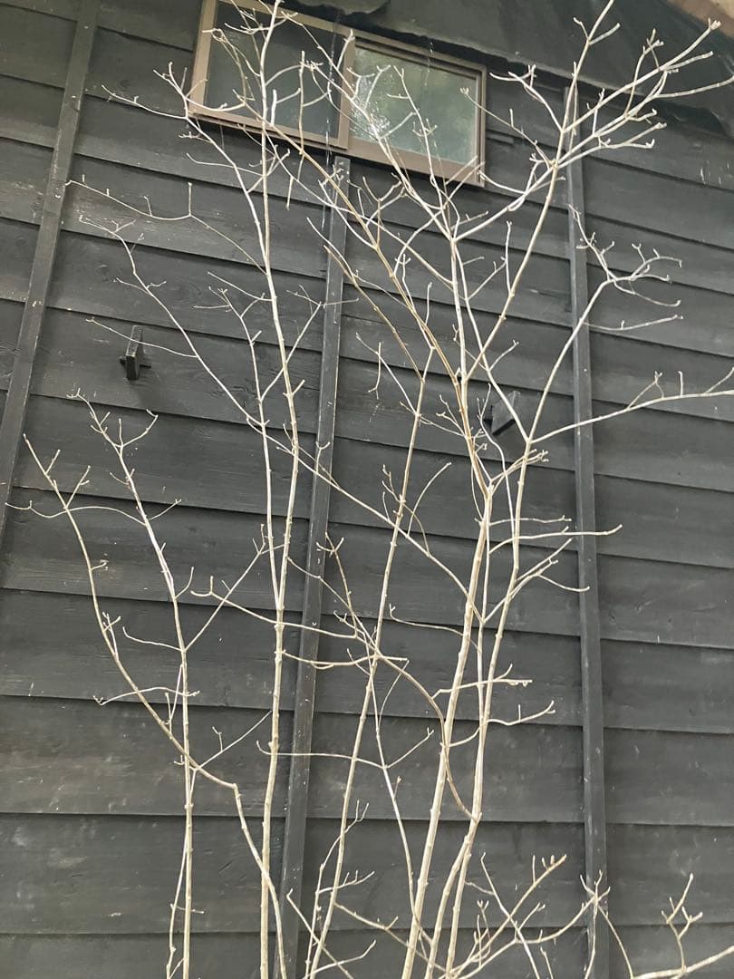 8 山採り　アオダモ