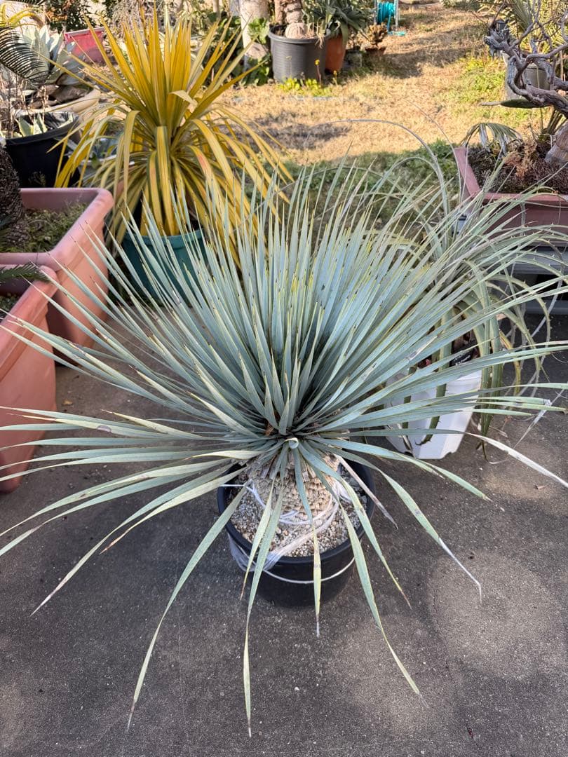 ユッカ マルデヌベス　大きめ 観葉植物