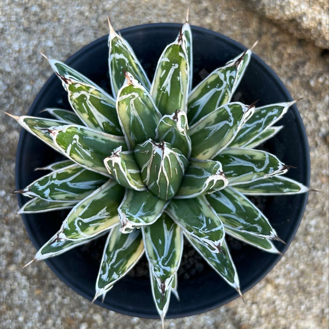 アガベ　笹の雪　極氷山