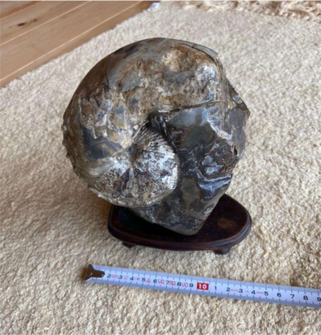 鑑賞石　アンモナイト　化石