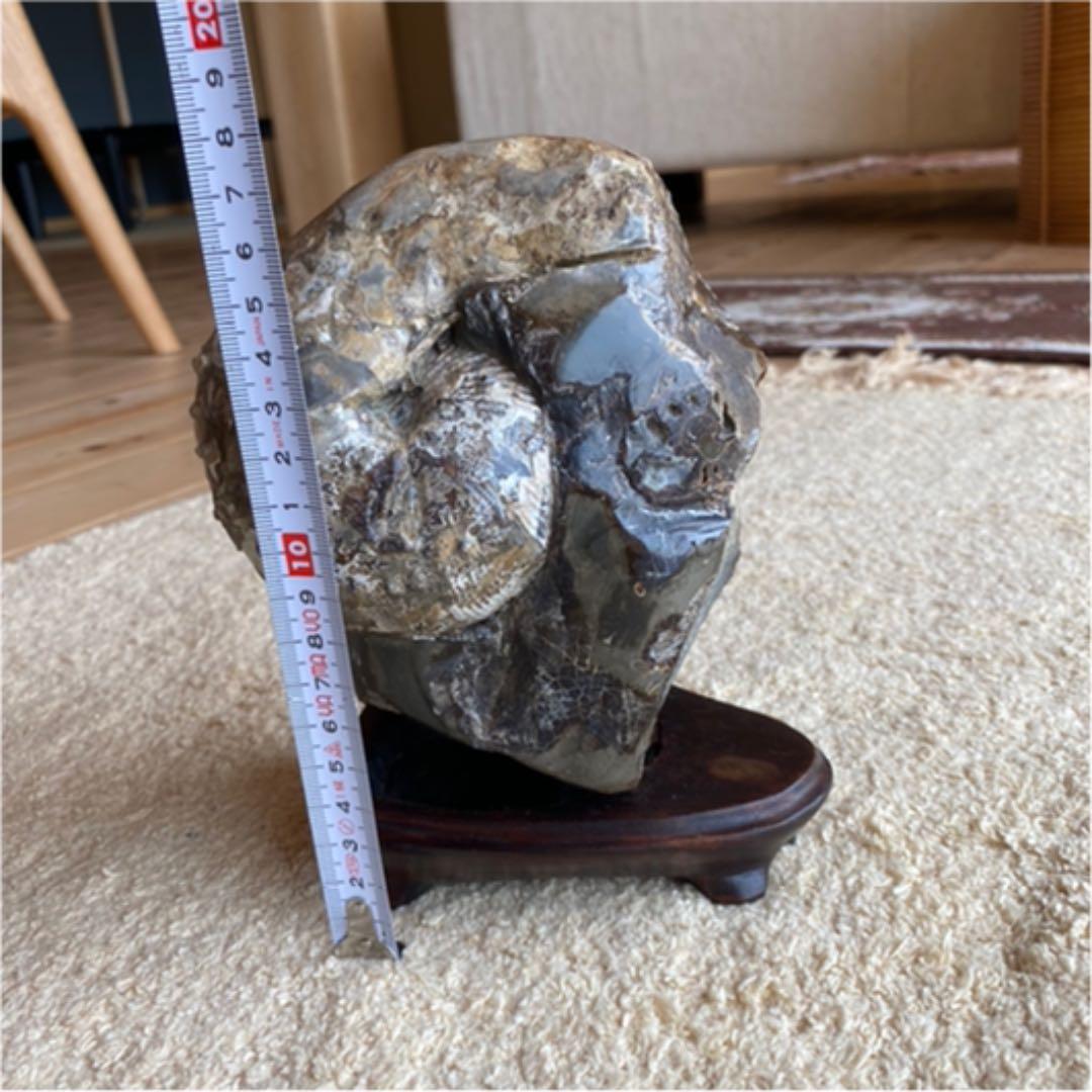 鑑賞石　アンモナイト　化石