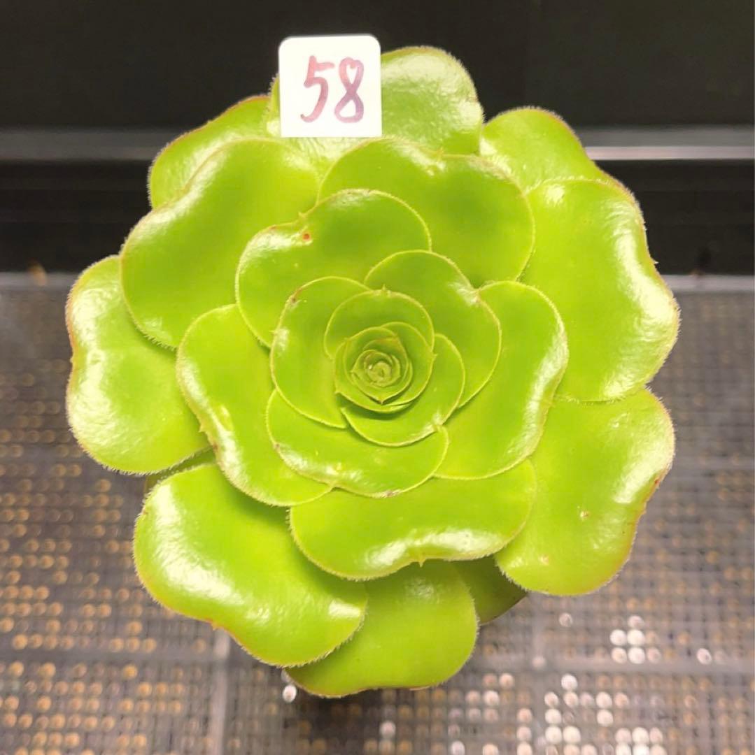 58 #多肉植物アエオニウム❤️  緑のバラ ❤️1大頭9cm拔き苗