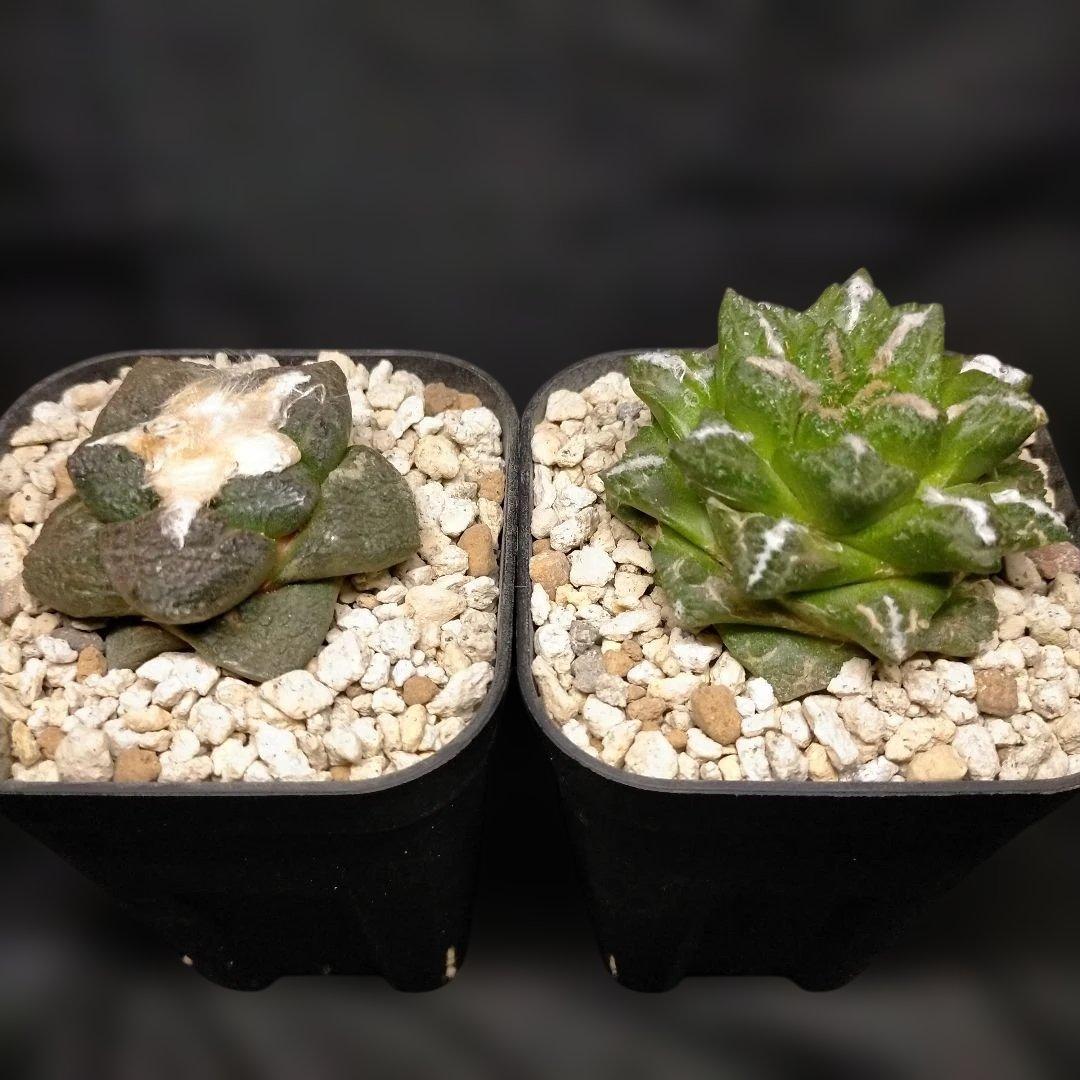 アリオカルプス 連山 短疣亀甲牡丹 2株セット 竜角牡丹 玉牡丹 花牡丹 黒牡丹