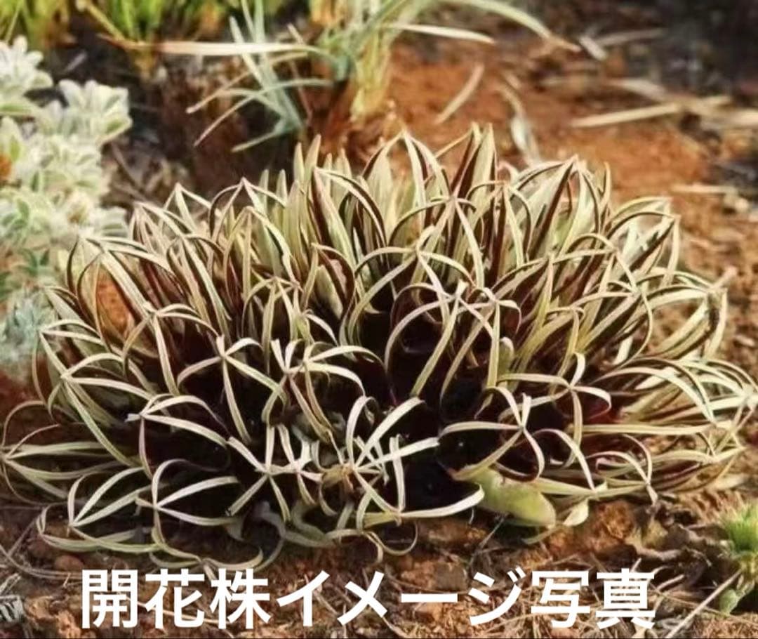 あ*き様 614特選ブラキステルマバーベラエBrachystelma barbe
