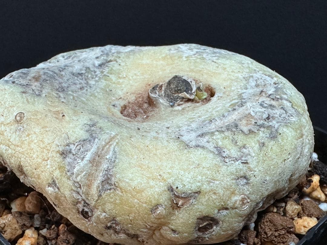 あ*き様 614特選ブラキステルマバーベラエBrachystelma barbe