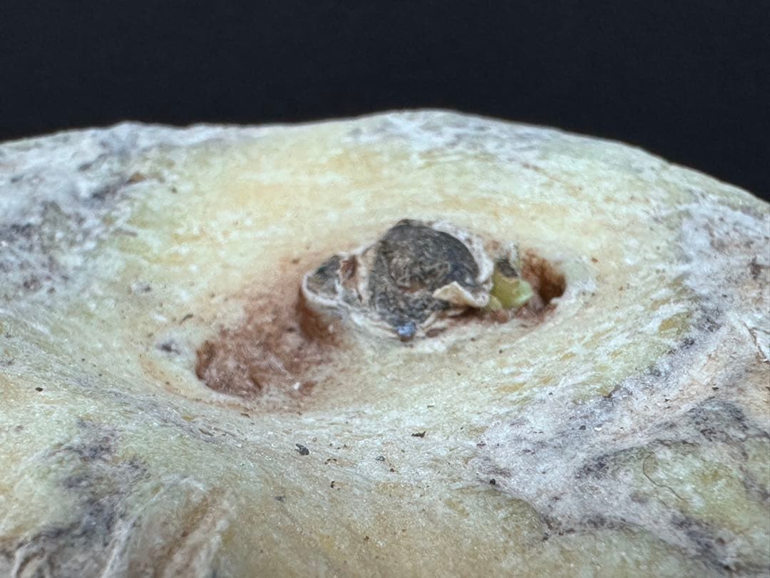 あ*き様 614特選ブラキステルマバーベラエBrachystelma barbe