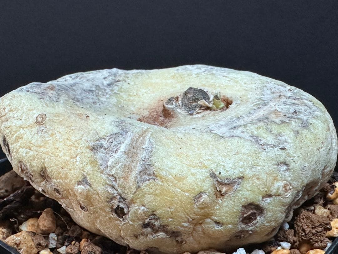 あ*き様 614特選ブラキステルマバーベラエBrachystelma barbe