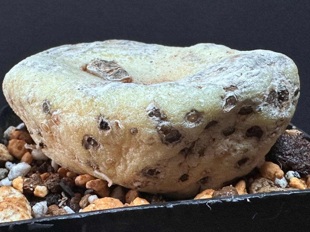 あ*き様 614特選ブラキステルマバーベラエBrachystelma barbe