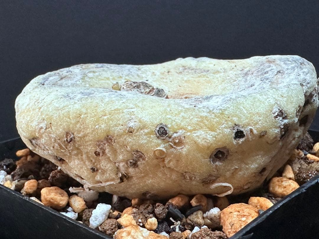 あ*き様 614特選ブラキステルマバーベラエBrachystelma barbe