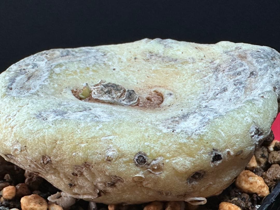 あ*き様 614特選ブラキステルマバーベラエBrachystelma barbe