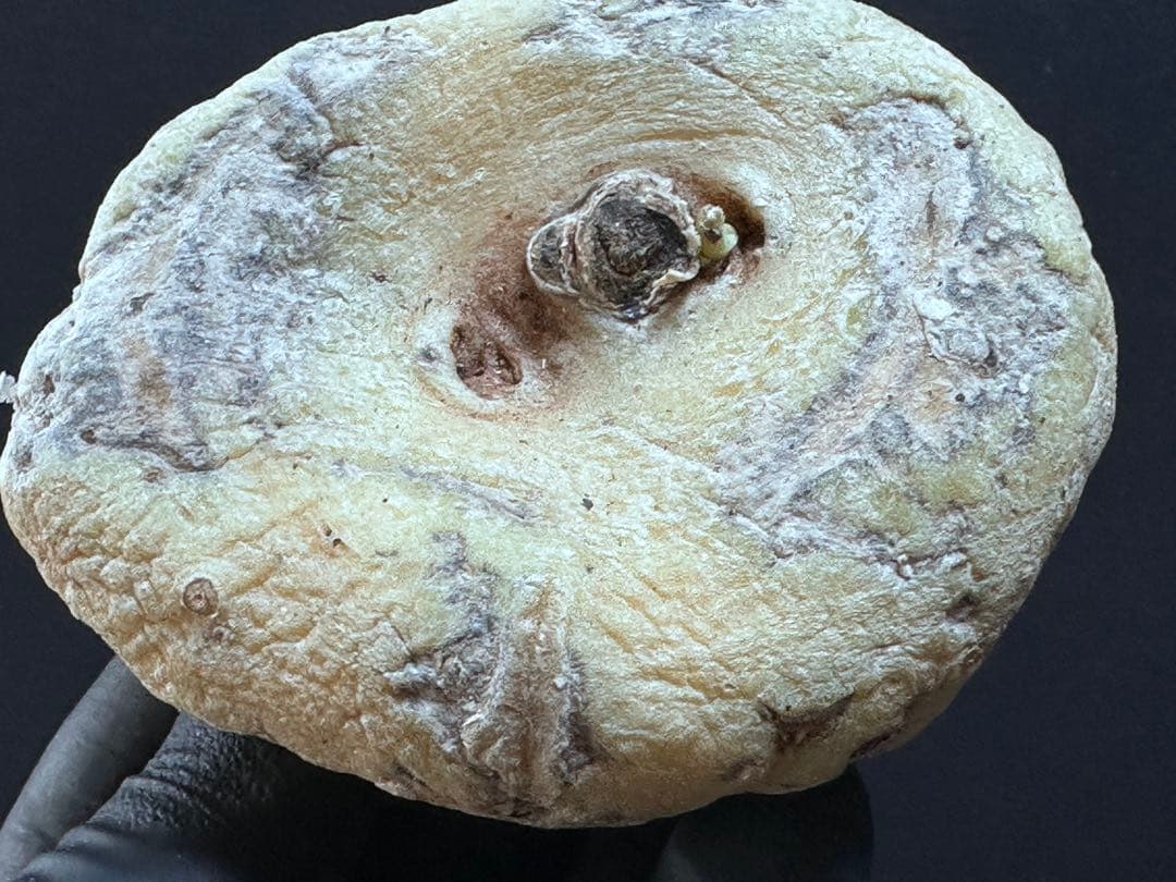 あ*き様 614特選ブラキステルマバーベラエBrachystelma barbe