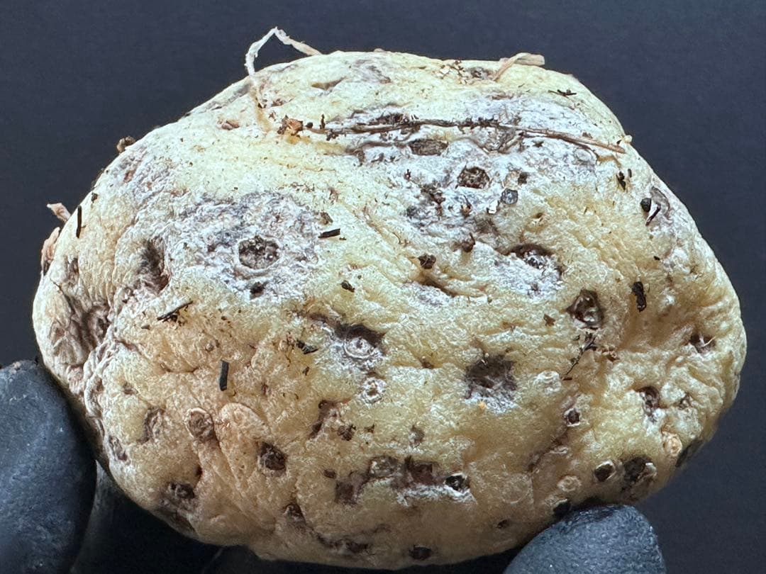 あ*き様 614特選ブラキステルマバーベラエBrachystelma barbe