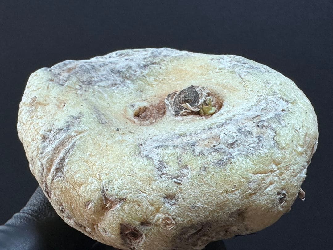 あ*き様 614特選ブラキステルマバーベラエBrachystelma barbe