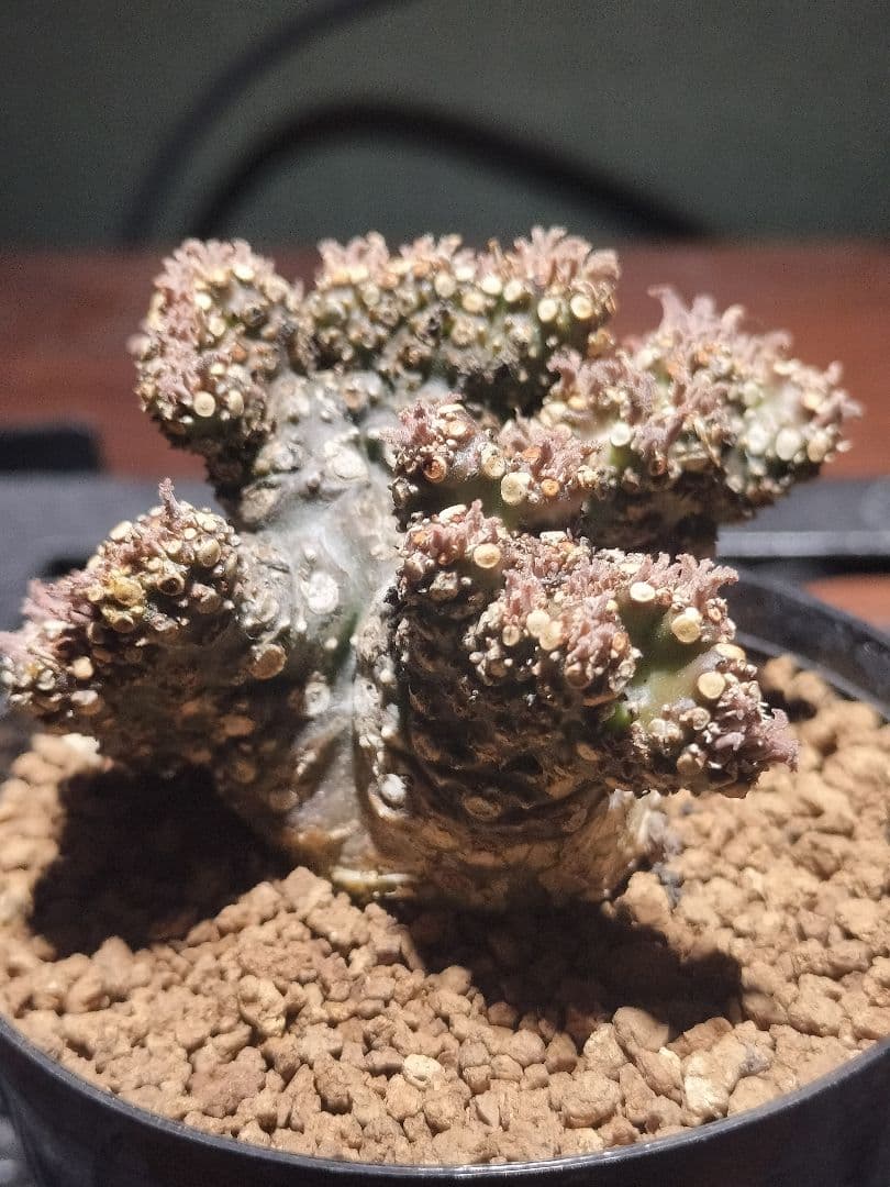 ドルステニア ラブラニー 綴化 検 パキプス コミフォラ カタフ ユーフォルビア