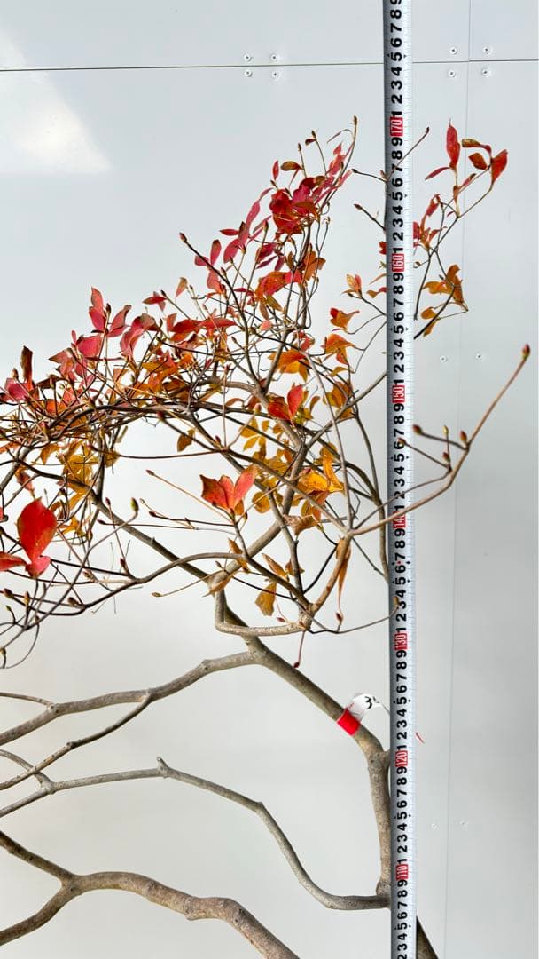 流れ樹形の曲線美が美しい 枝流れ ドウダンツツジ 355 樹高1.7m位