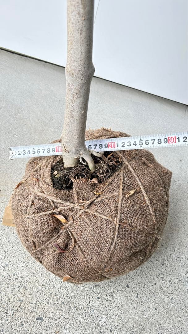 流れ樹形の曲線美が美しい 枝流れ ドウダンツツジ 355 樹高1.7m位