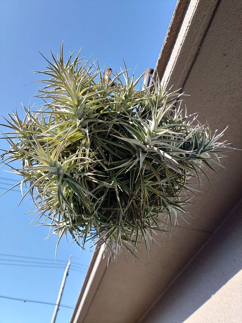 #エアープランツクランプ　ティランジアベルゲリー大型クランプ