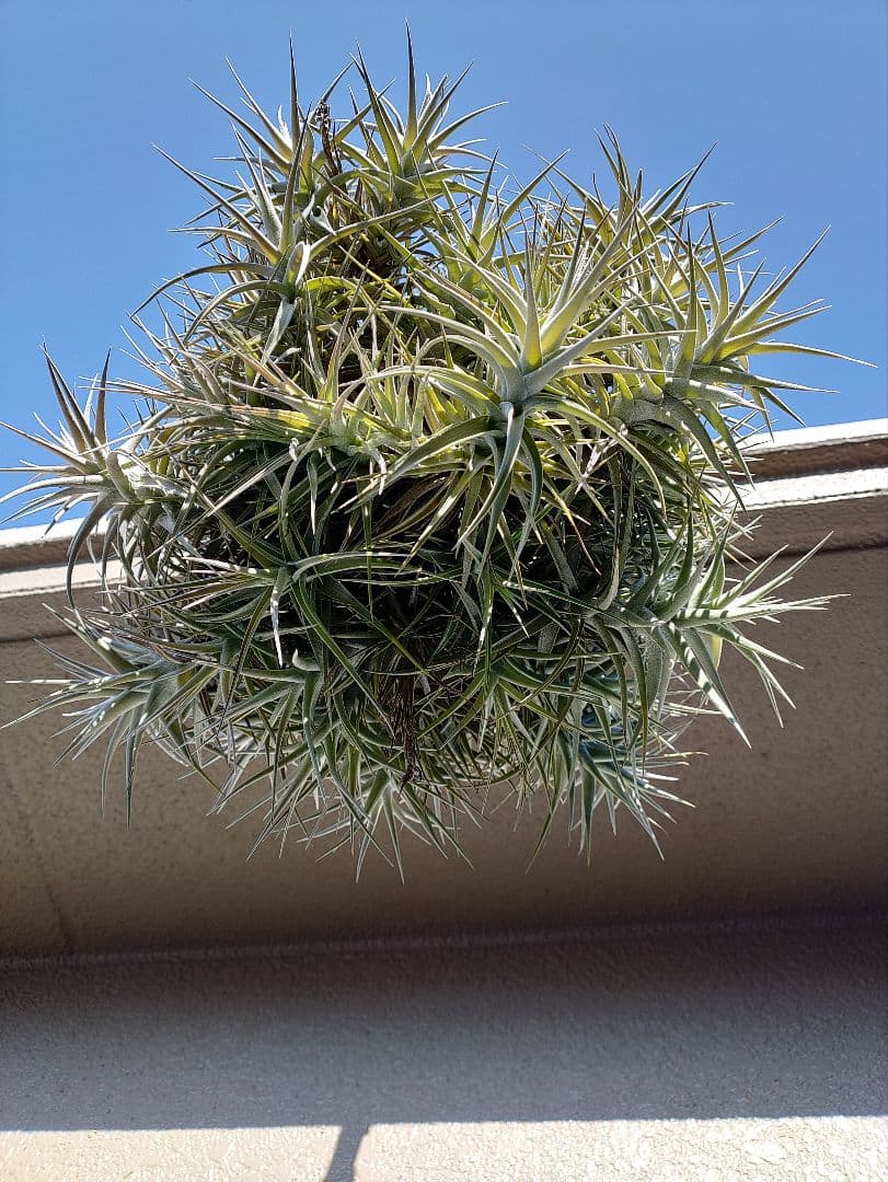 #エアープランツクランプ　ティランジアベルゲリー大型クランプ