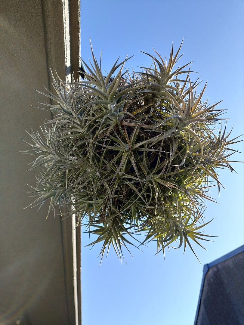 #エアープランツクランプ　ティランジアベルゲリー大型クランプ