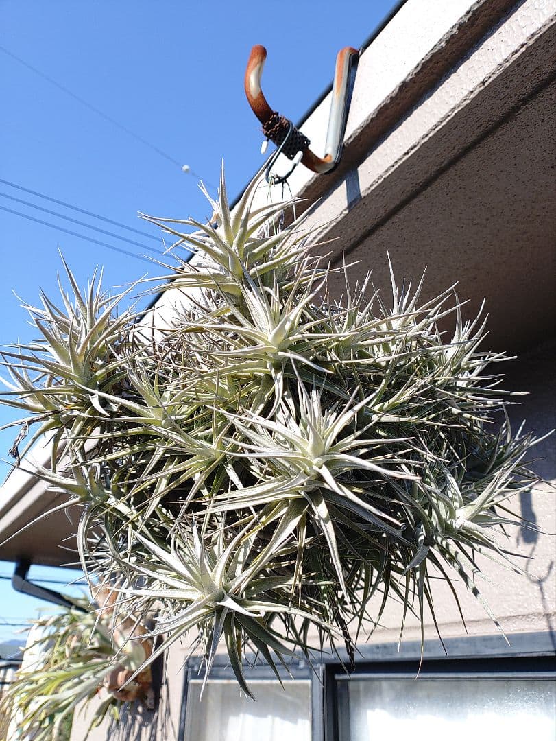 #エアープランツクランプ　ティランジアベルゲリー大型クランプ