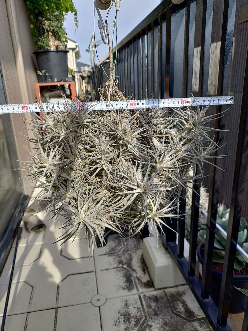 #エアープランツクランプ　ティランジアベルゲリー大型クランプ