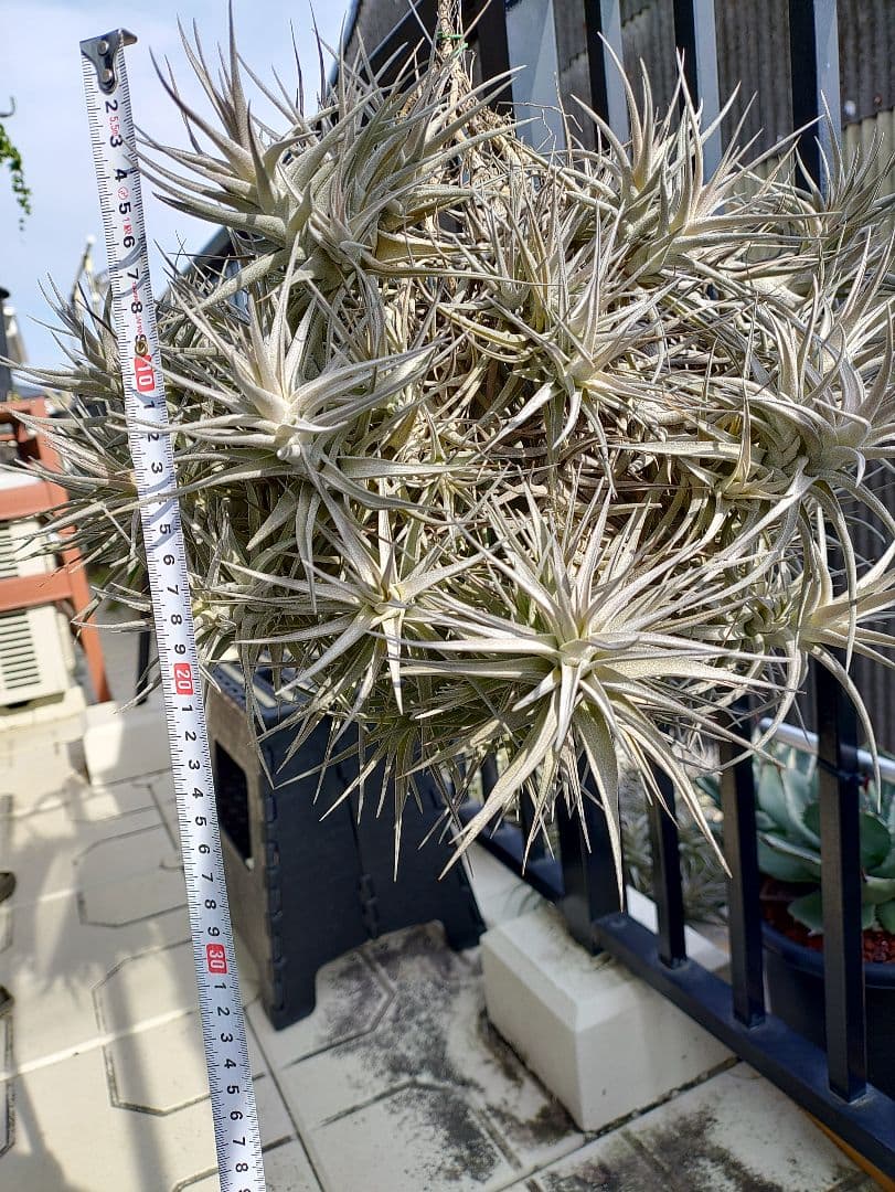 #エアープランツクランプ　ティランジアベルゲリー大型クランプ