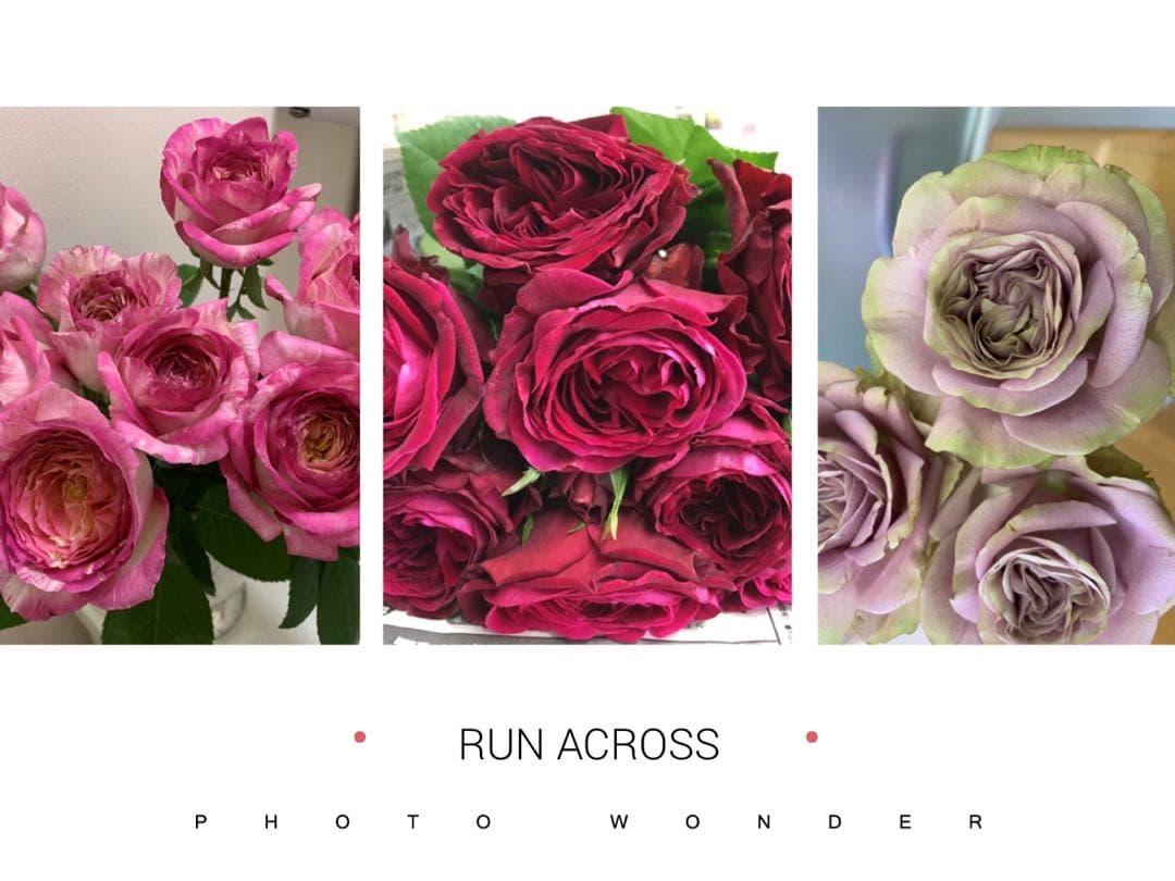 「くろまろまろ」切り花品種バラ苗　レアバラ　6点