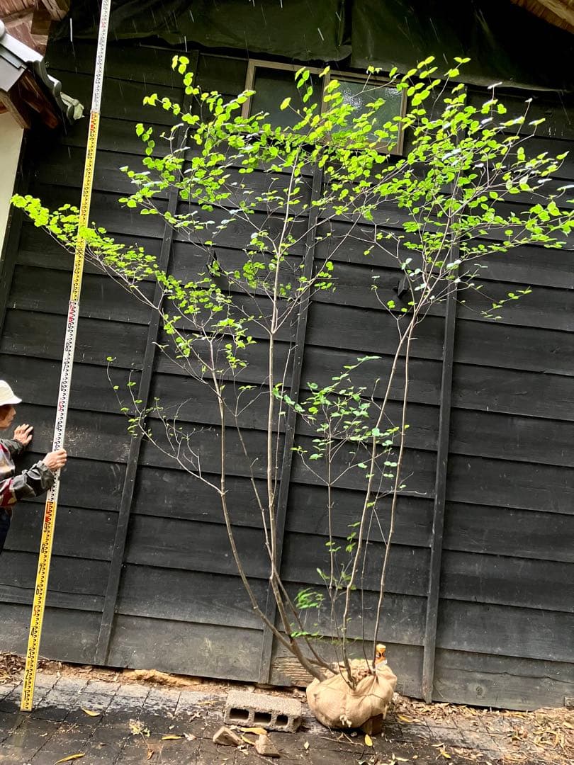 25 山採り　ヤマボウシ