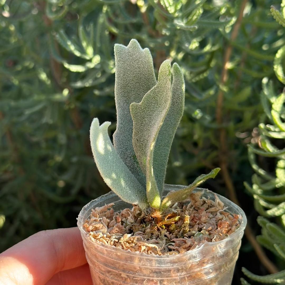 P.willinckii ’Asurada’ Sporeling 09