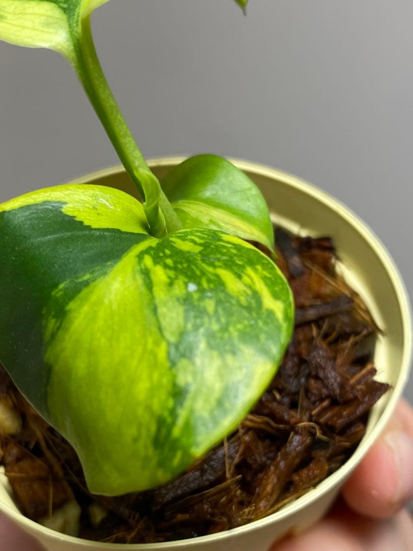 【超希少‼️超極斑‼️】モンステラ　エレクトロライト　斑入り　レア　人気　メルカリ便