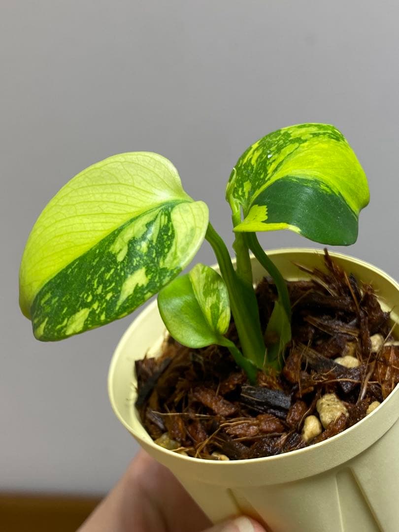 【超希少‼️超極斑‼️】モンステラ　エレクトロライト　斑入り　レア　人気　メルカリ便