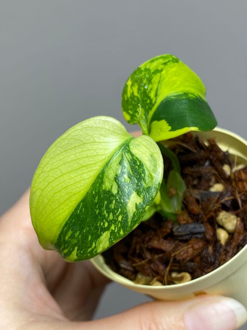 【超希少‼️超極斑‼️】モンステラ　エレクトロライト　斑入り　レア　人気　メルカリ便