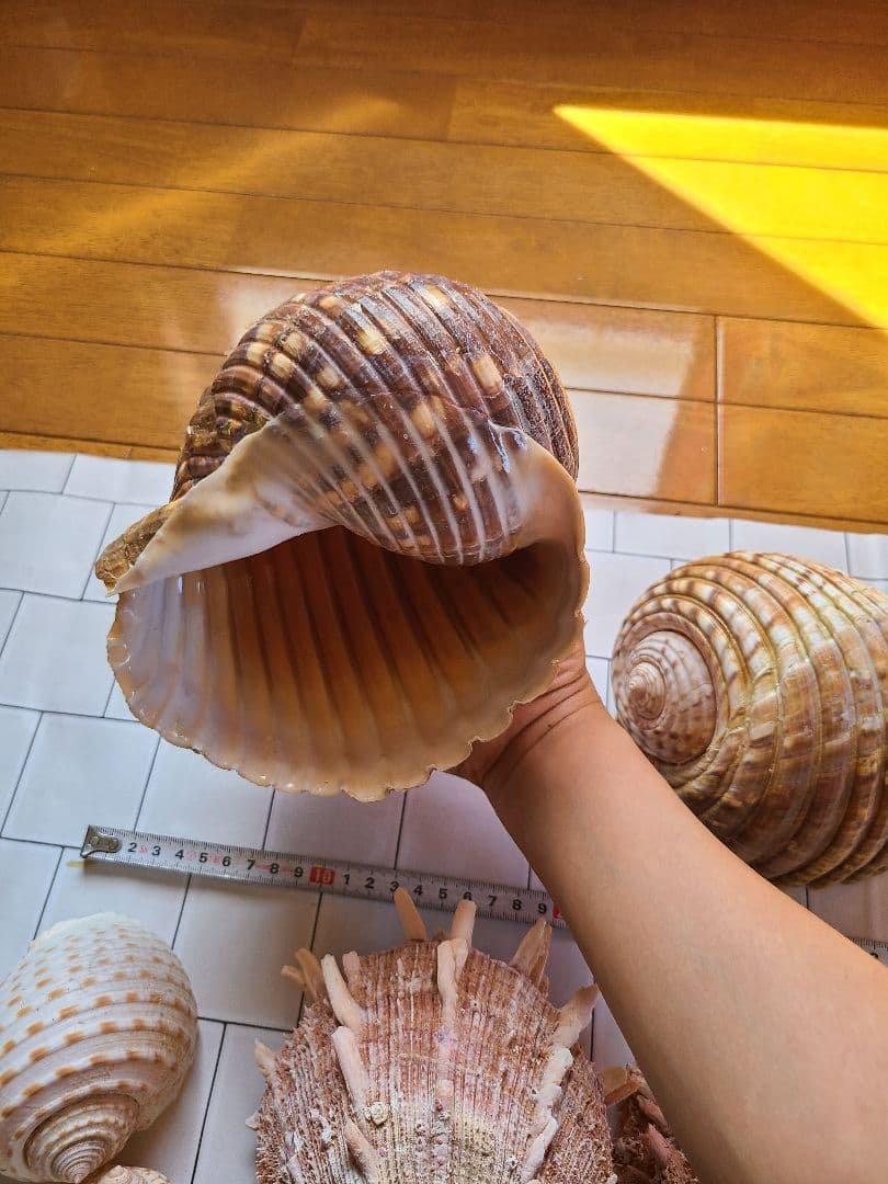 五島列島!特大! 貝殻　貝　標本　コレクション　タカラガイ　アンティーク　化石
