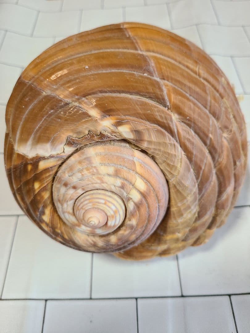 五島列島!特大! 貝殻　貝　標本　コレクション　タカラガイ　アンティーク　化石