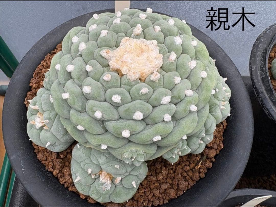 ★☆銀冠玉いろいろ② 実生☆★