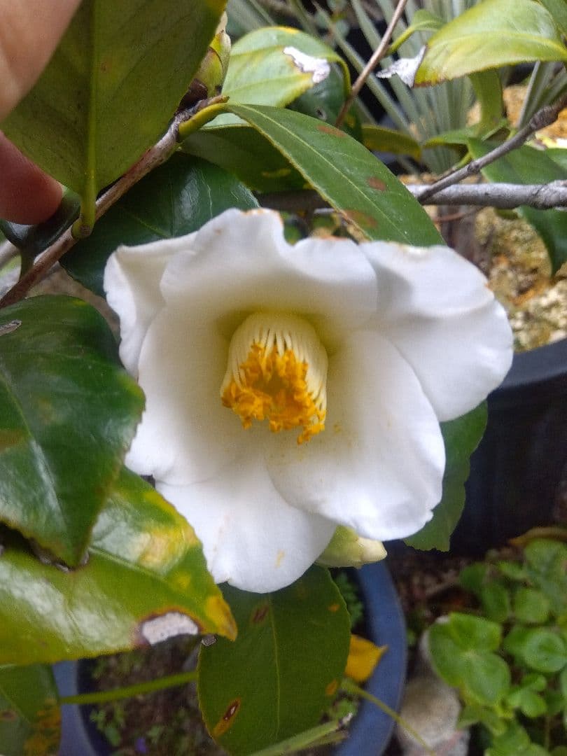 椿　ツバキ　盆栽　9号陶器鉢つき　極太❗