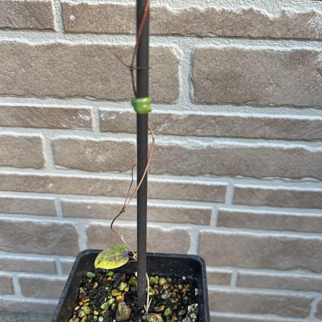 希少クレマチス あわい 2023年新品種 ピンクとグリーンのグラデーションカラー