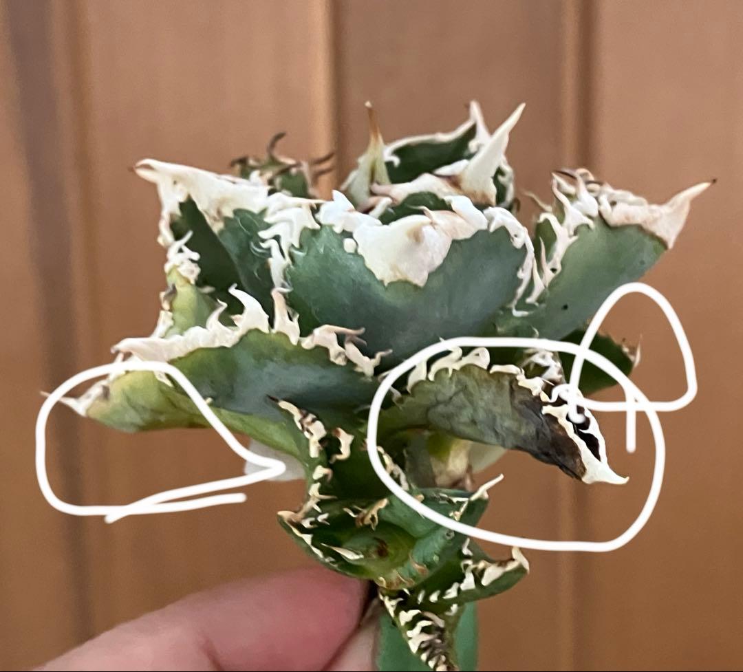 n*u様 【オークション】11 特選　太棘　アガべ　チタノタ　白豪刺　TC