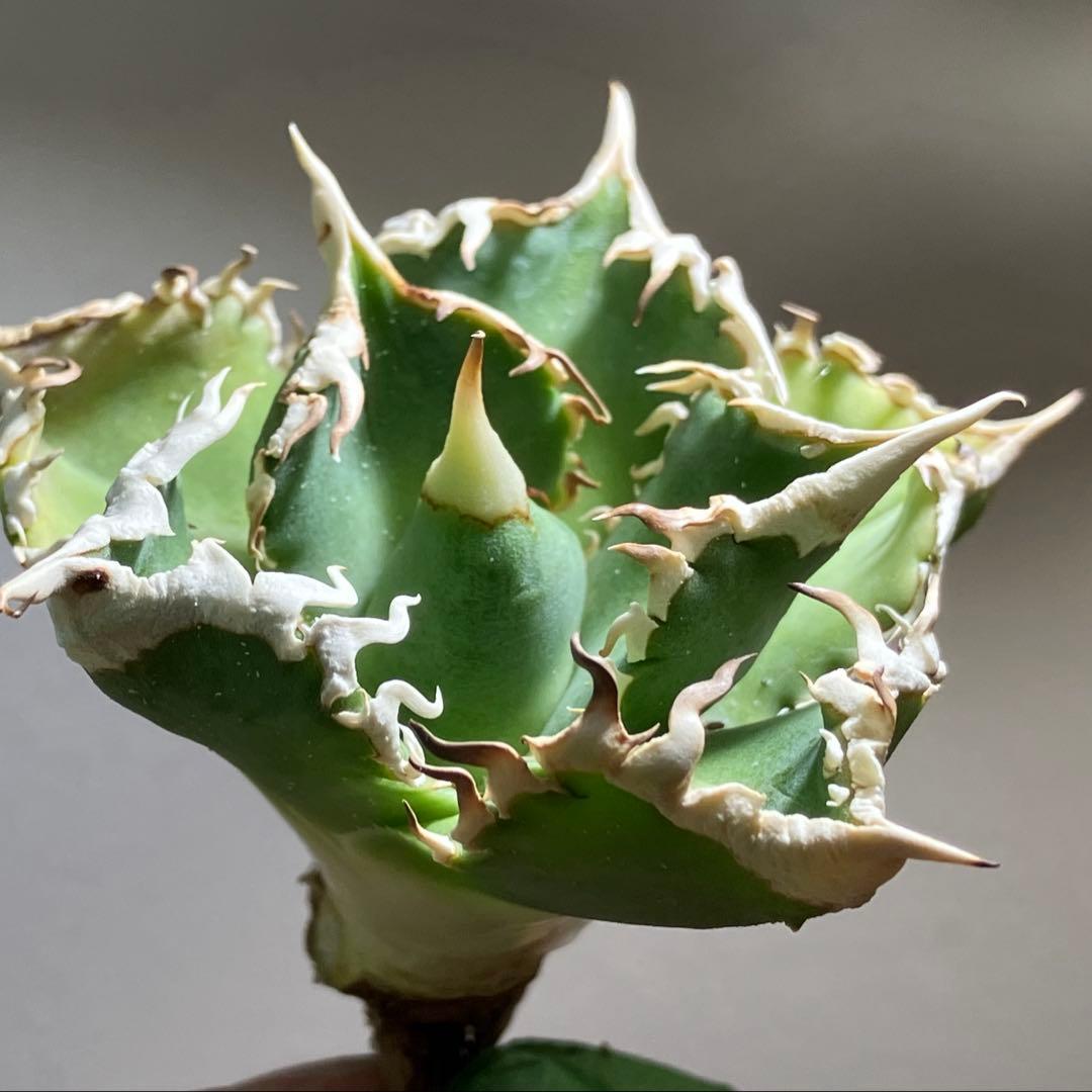 n*u様 【オークション】11 特選　太棘　アガべ　チタノタ　白豪刺　TC