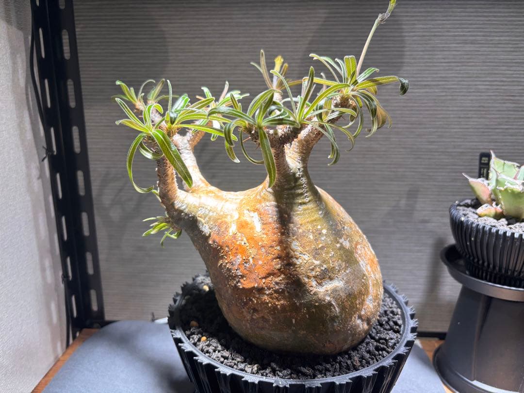 パキポディウム　グラキリス　発根済み　現地球