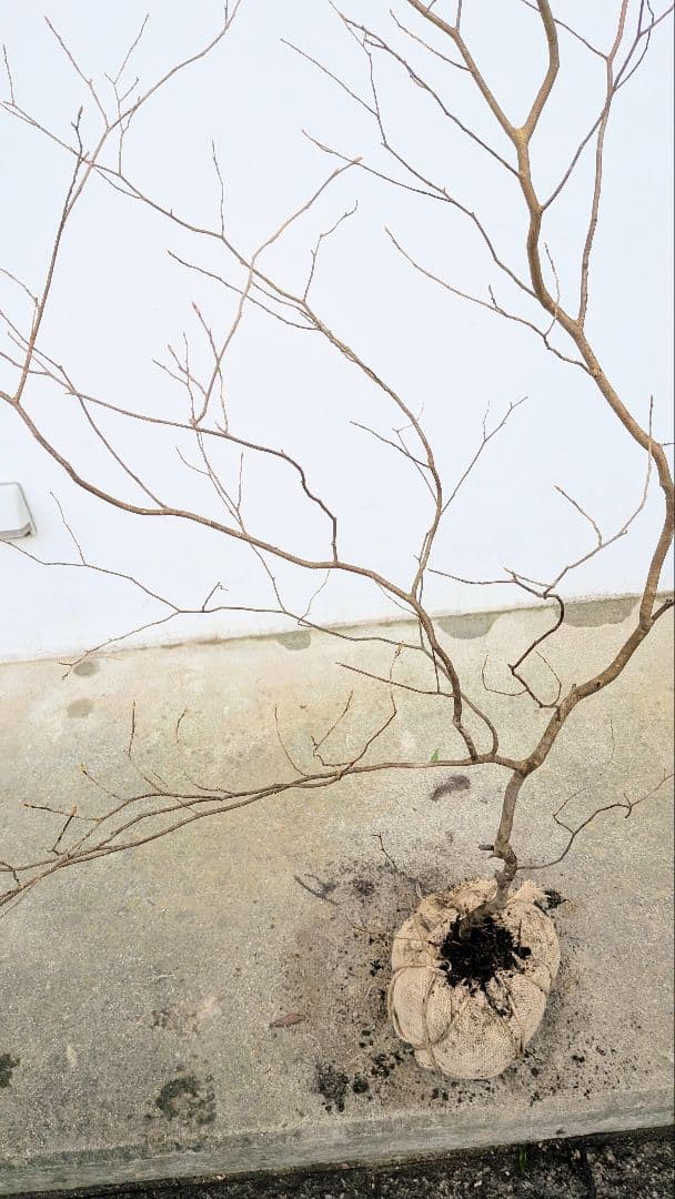 非凡。。山採りシロモジ。