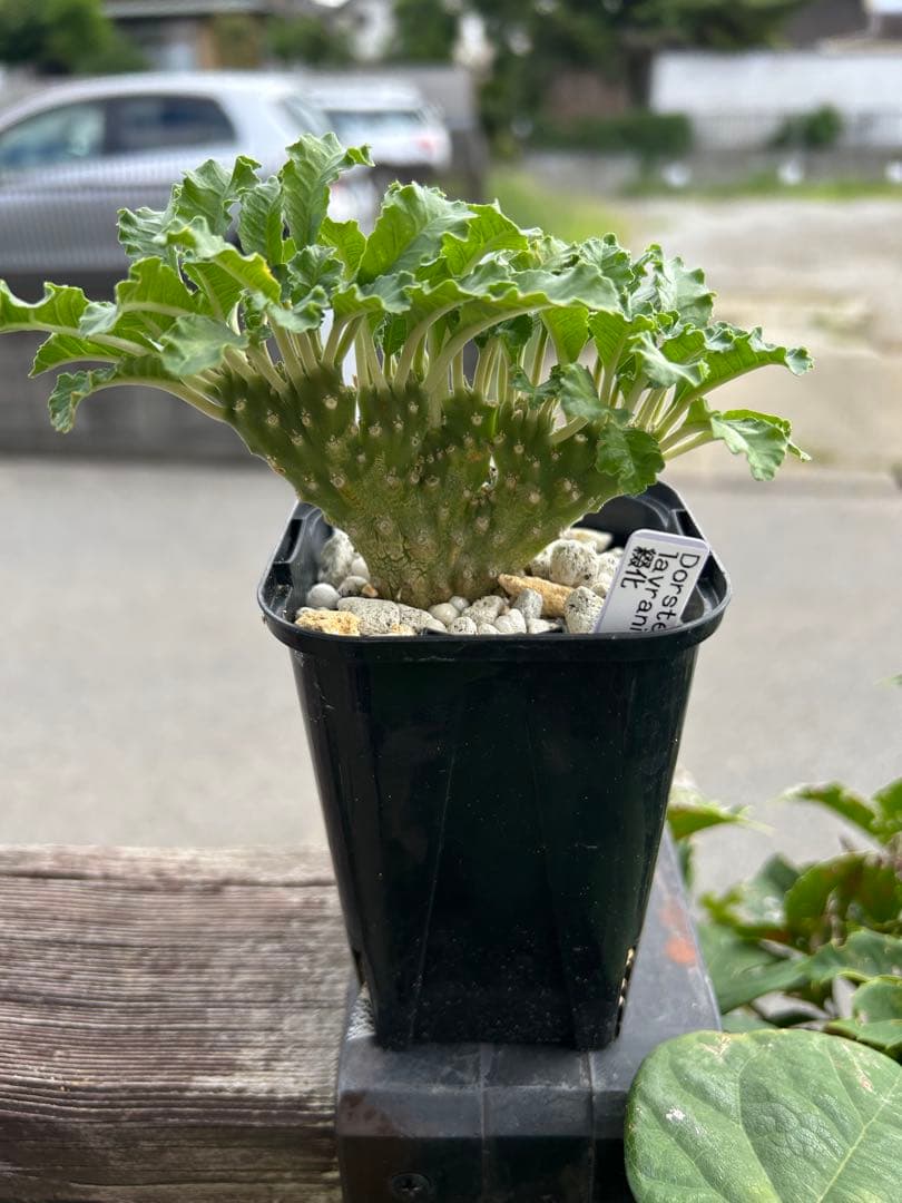 ドレステニア　ラブラニー　綴化(てっか) 現品