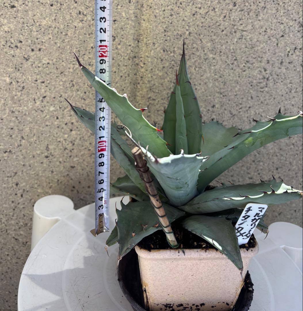 レア‼️ アガベ チタノタ × マルガリータ